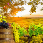 Bordeaux Wine Region