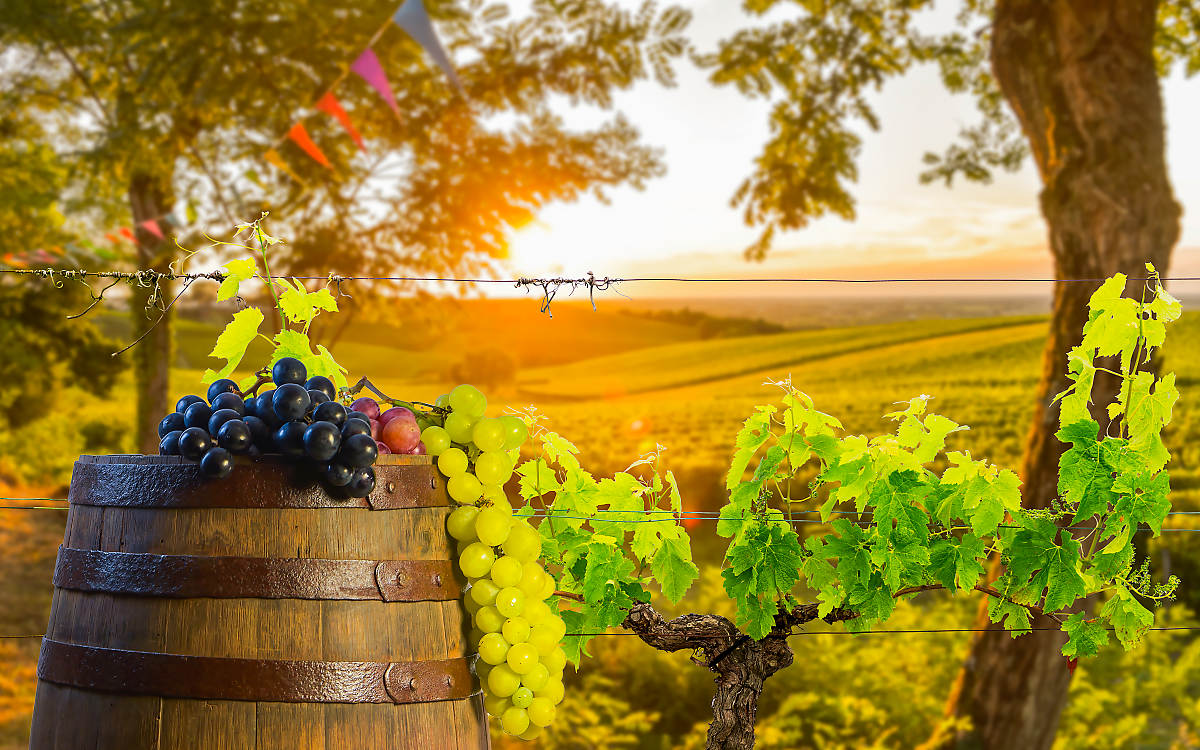 Bordeaux Wine Region