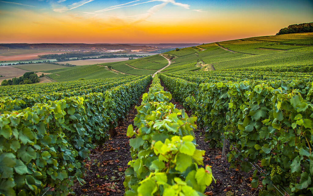 Champagne Wine Region