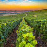 Champagne Wine Region