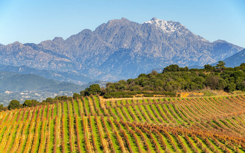Corsica (Corse) Wine Region