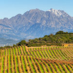 Corsica (Corse) Wine Region