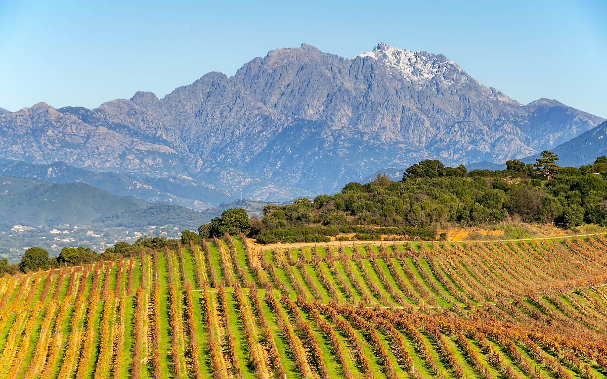 Corsica (Corse) Wine Region