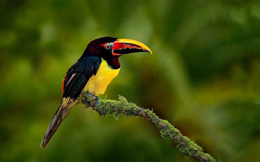 French Guiana (Guyane) Overseas Territory