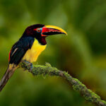 French Guiana (Guyane) Overseas Territory