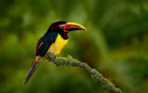 French Guiana (Guyane) Overseas Territory