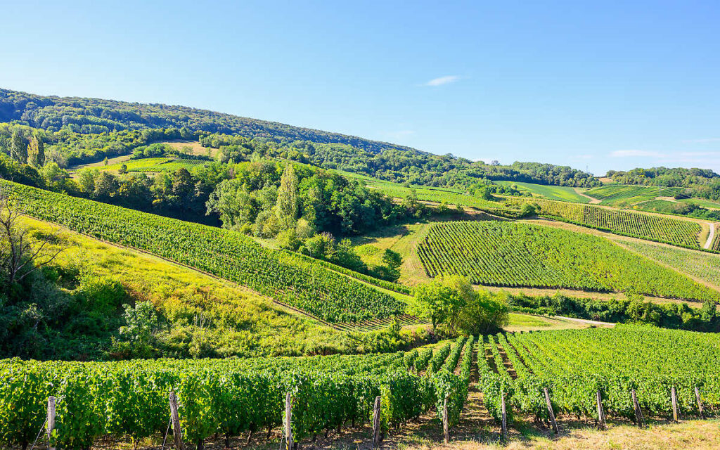 Jura Wine Region