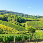 Jura Wine Region
