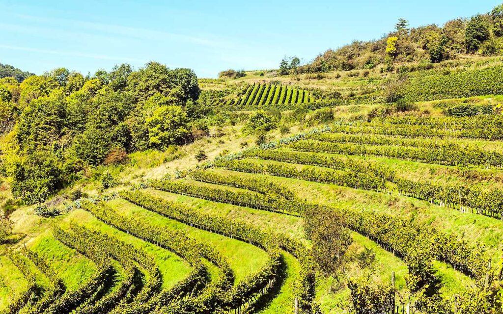 Languedoc-Roussillon Wine Region
