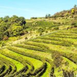 Languedoc-Roussillon Wine Region