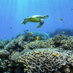 Mayotte Overseas Territory