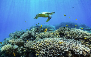 Mayotte Overseas Territory