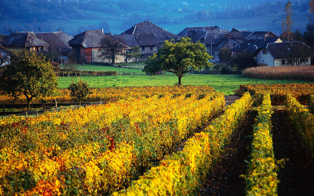 Savoy (Savoie) Wine Region