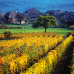 Savoy (Savoie) Wine Region