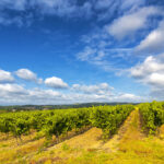 Southwest France (Sud-Ouest) Wine Region