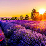 Blog Provence Lavender