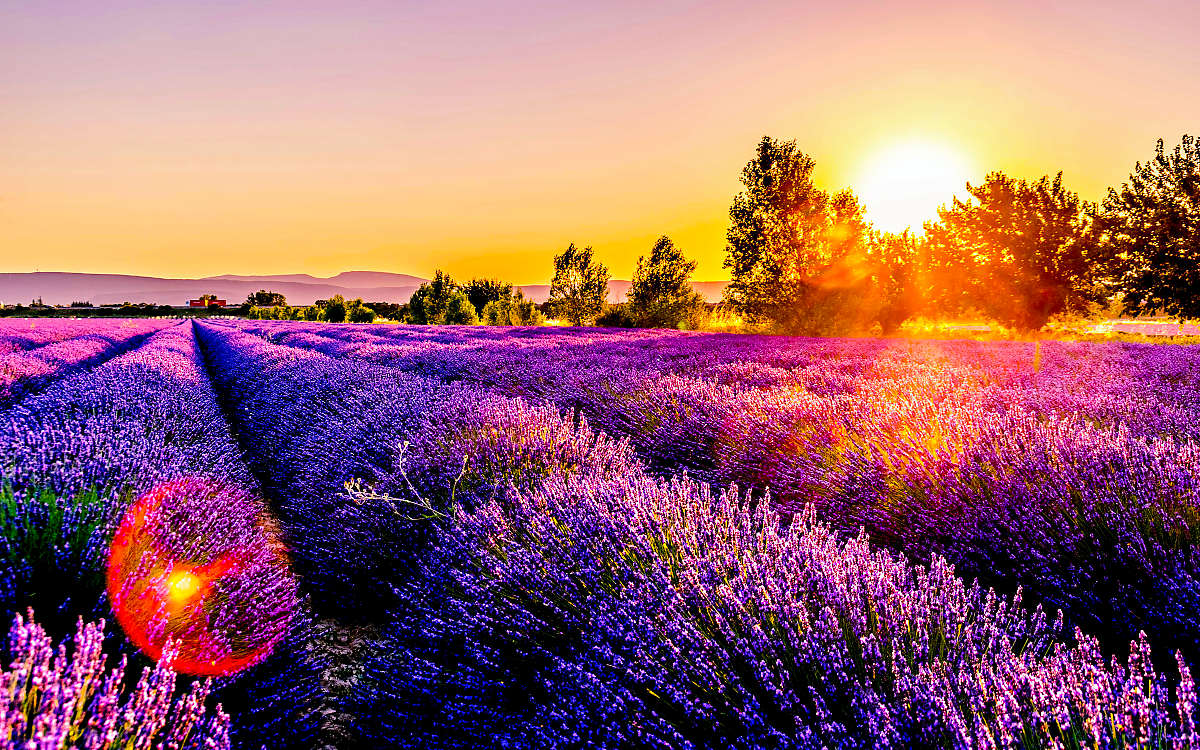 Blog Provence Lavender