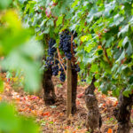 Blog French Wine