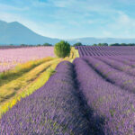 Blog Provence