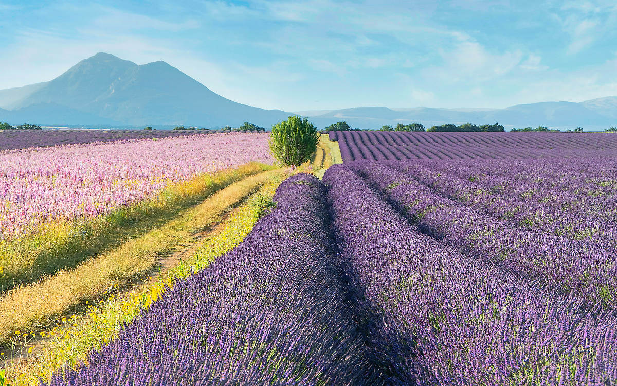 Provençal Charm: Discover the South of France