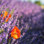 Blog Provence